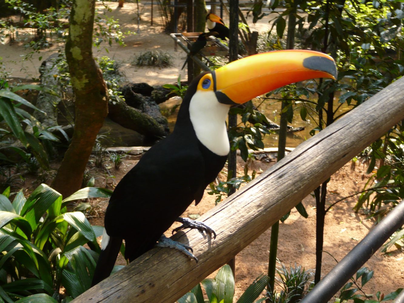 O que fazer em Foz do Iguaçu Parque das Aves