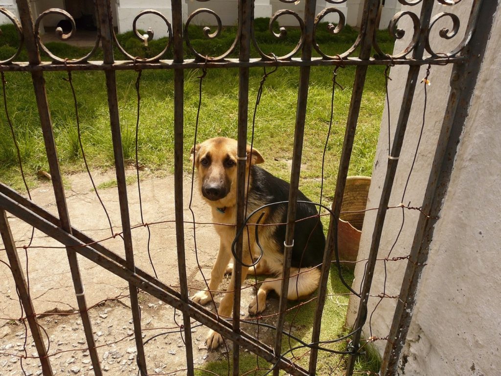 Cachorrinho fofo 