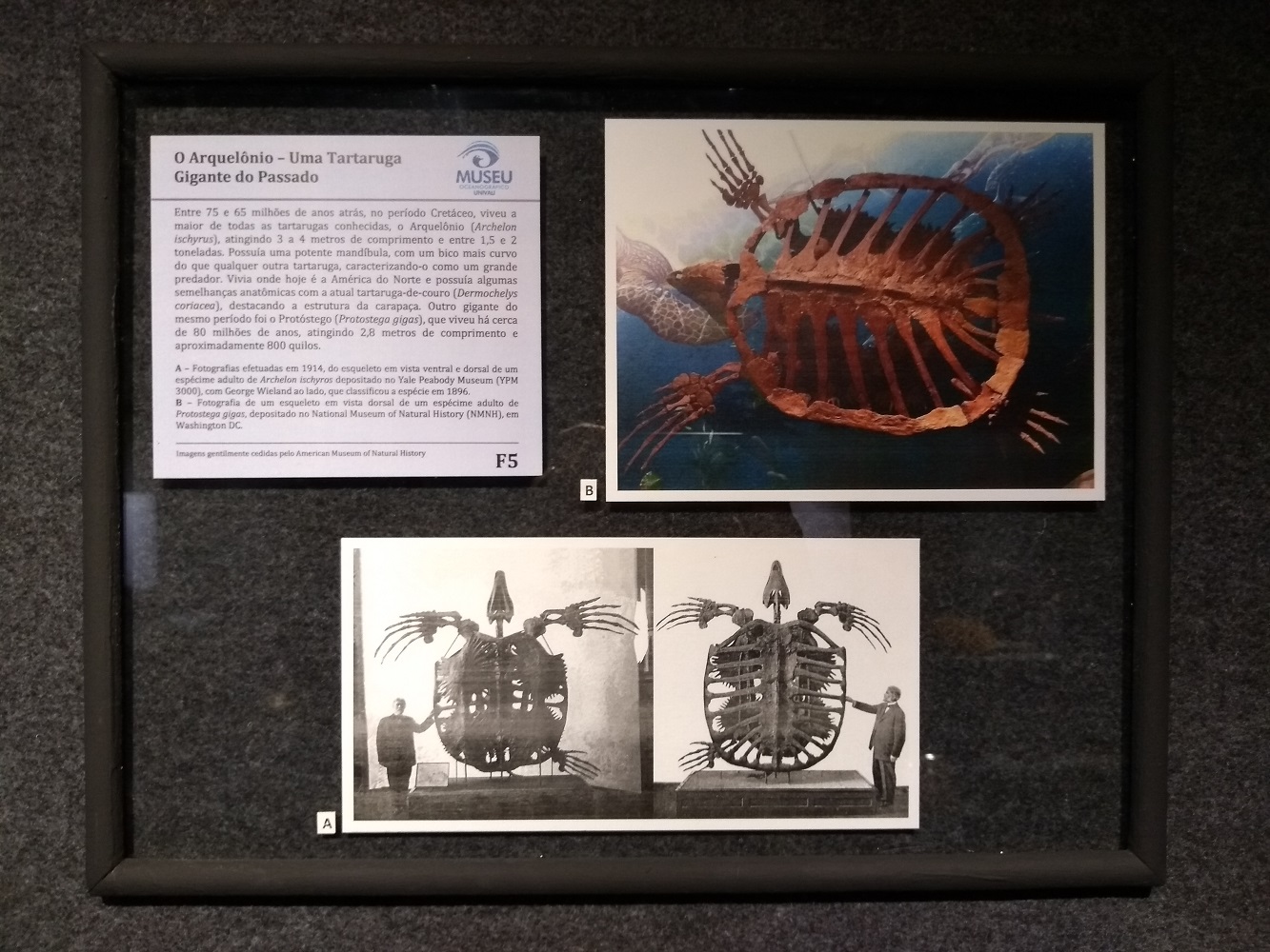 Museu Oceanográfico Univali Tartarugas