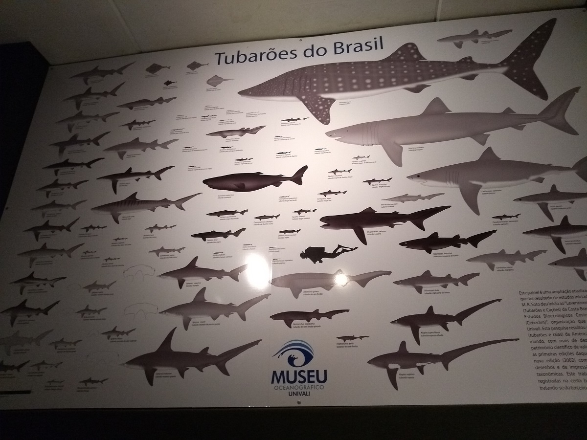 Museu Oceanográfico Univali Tubarões