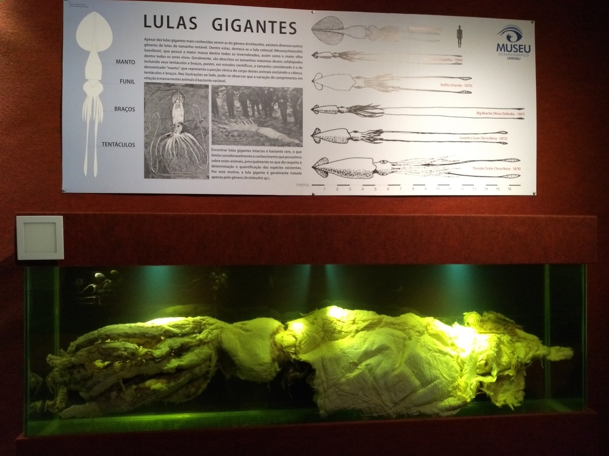Resultado de imagem para museu oceanogrÃ¡fico de piÃ§arras- lula colossal