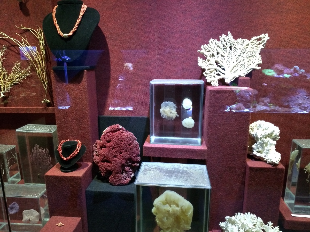 Museu Oceanográfico Univali Corais