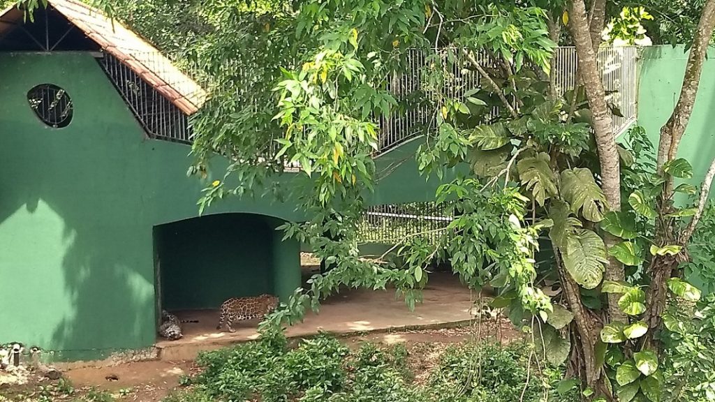 Zoológico do CIGS Onça Parda