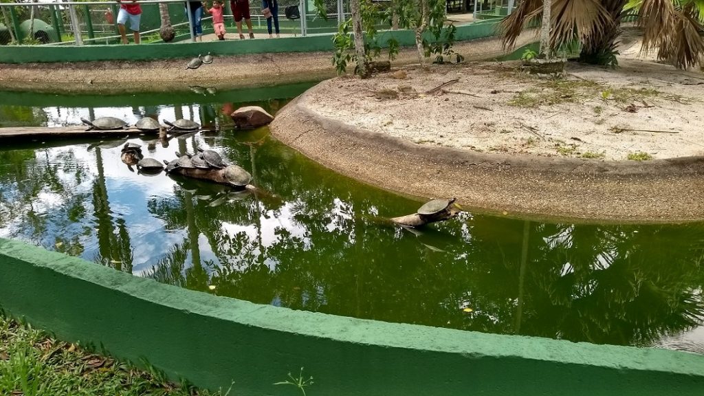 Zoológico do CIGS Viveiro dos Quelônios