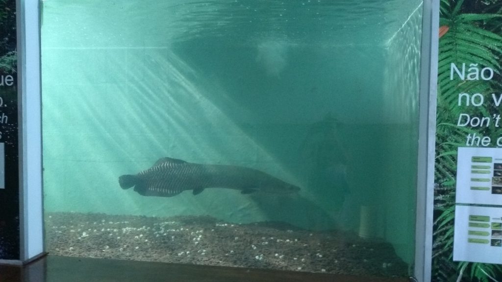 Zoológico do CIGS Pirarucu