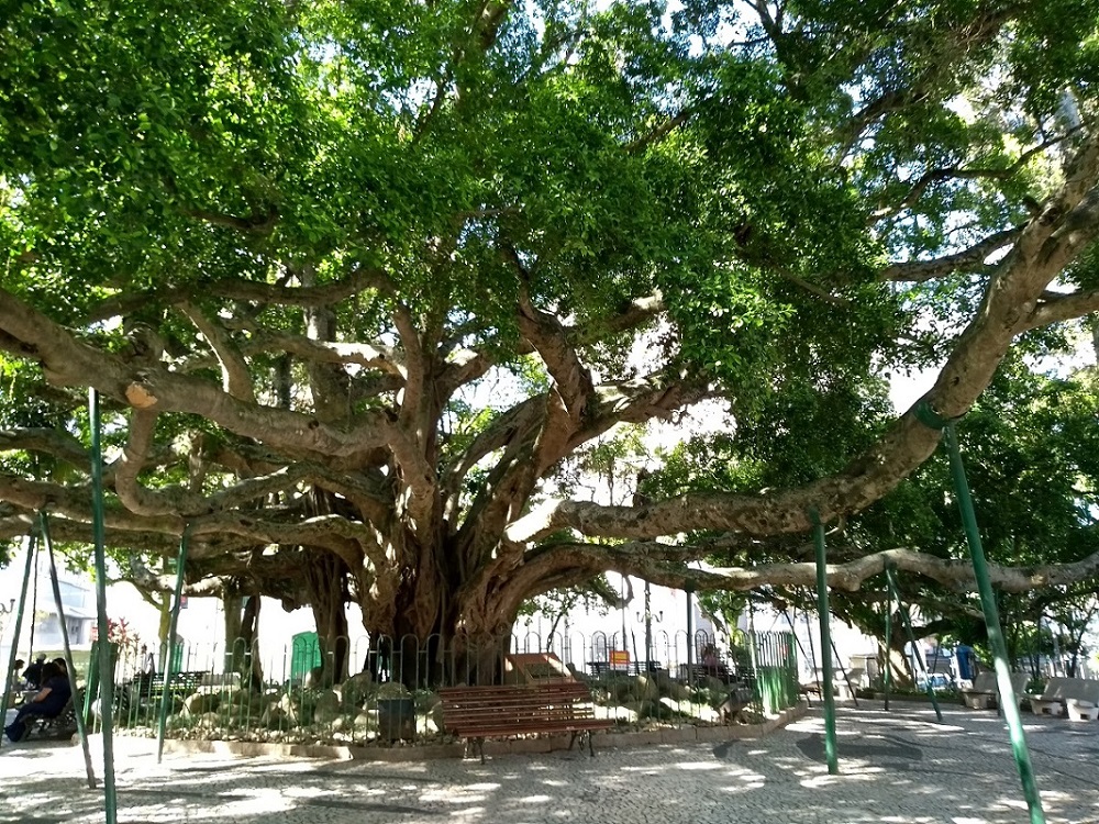 Figueira Centenária, na Praça XV, no centro histórico de Florianópolis